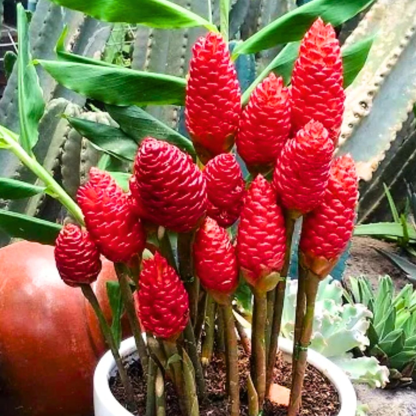 6 Awapuhi Shampoo Ginger Roots, Fresh Ginger Rhizomes to Grow, Zingiber Zerumbet Pinecone Ginger Lily Flowers