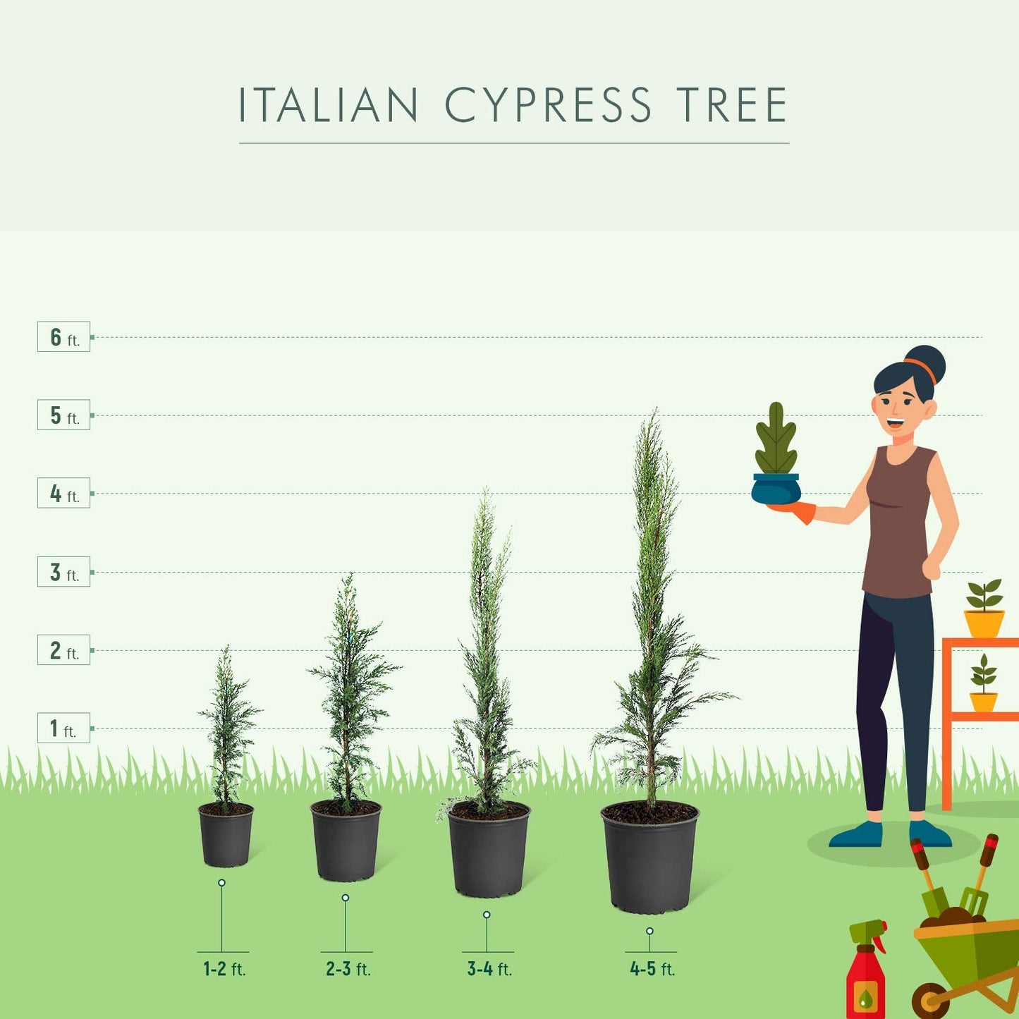 Brighter Blooms - Italian Cypress Tree, 1-2 ft. - No Shipping to AK, AZ, HI