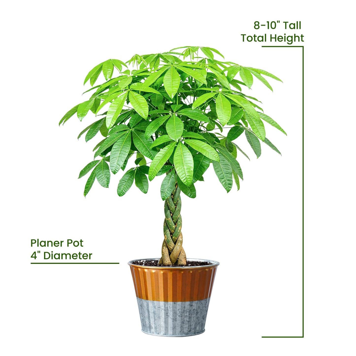 Live Plants Money Tree in 4" Gold-Gray Pot, Easy to Grow Houseplant, Indoor Bonsai, Home Office Decor, Birthday Housewarming Gift