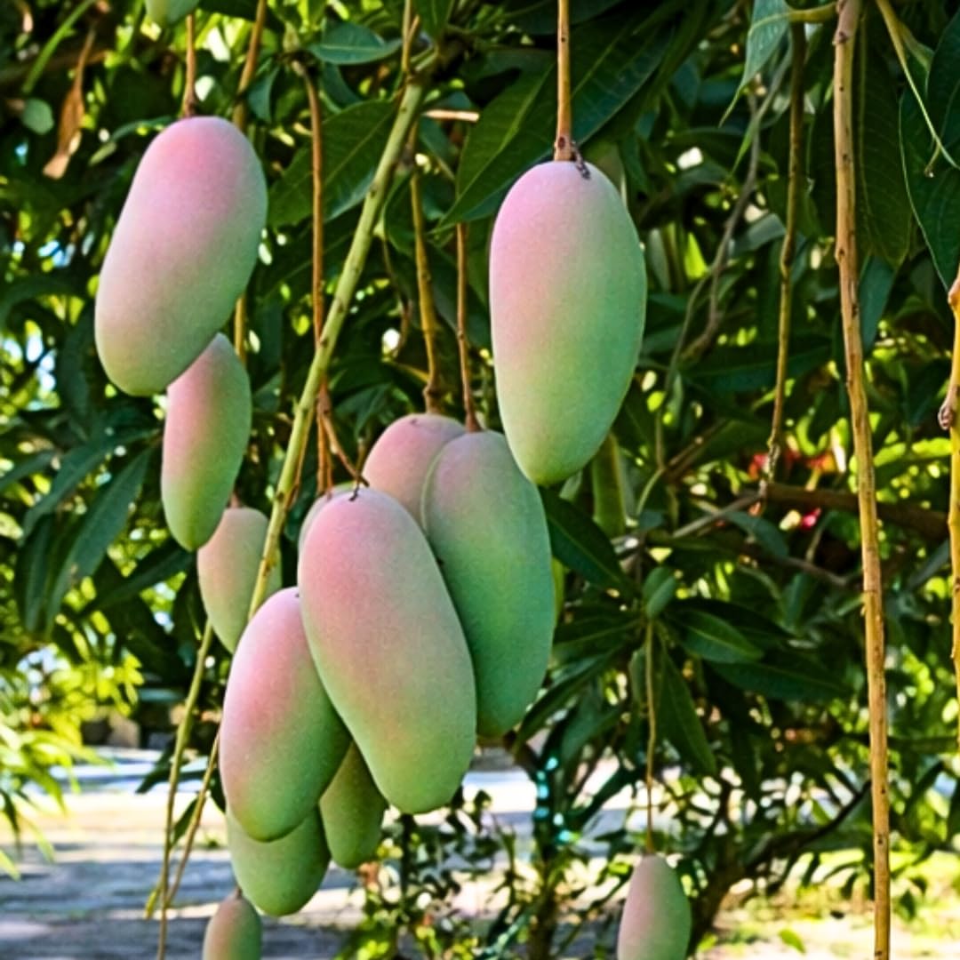 Live Maha Chanok Mango Tree Plant, Grafted Mango Tree, Sweet Fruit Live Plant, 2-3 Feet Tall in 3 Gallon Pot for Planting, No Ship to CA