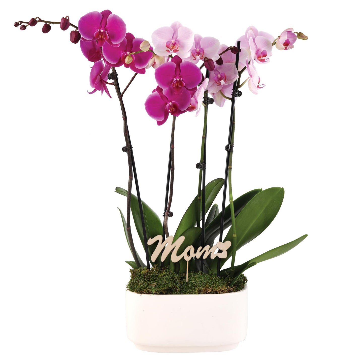 Green Circle Growers 10" Pink and Magenta Orchid Duo in White Pot with Mom Pick, Live Indoor Plants, House Plant