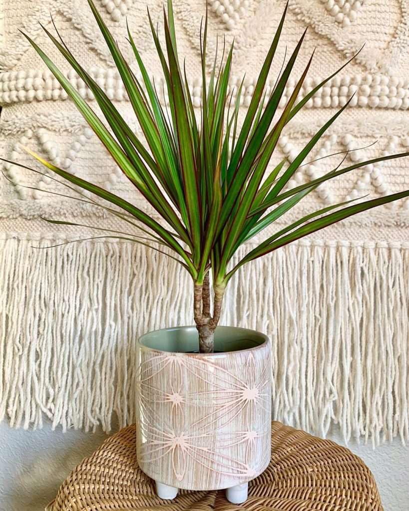 Dracaena Marginata Cane Live Plant for Indoor | Different Houseplants in 4'' & 6'' Pot | Real House Plant for Living Room, Office, Desk & Bathroom | Dragon Tree