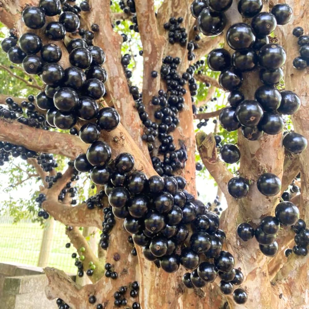 Black Jaboticaba Sabara Live Plant, Jabuticaba Tree in 3 Gallon Container, 2 to 3 Feet Height, Tropical Fruit Plant for Home Garden, No Ship to CA