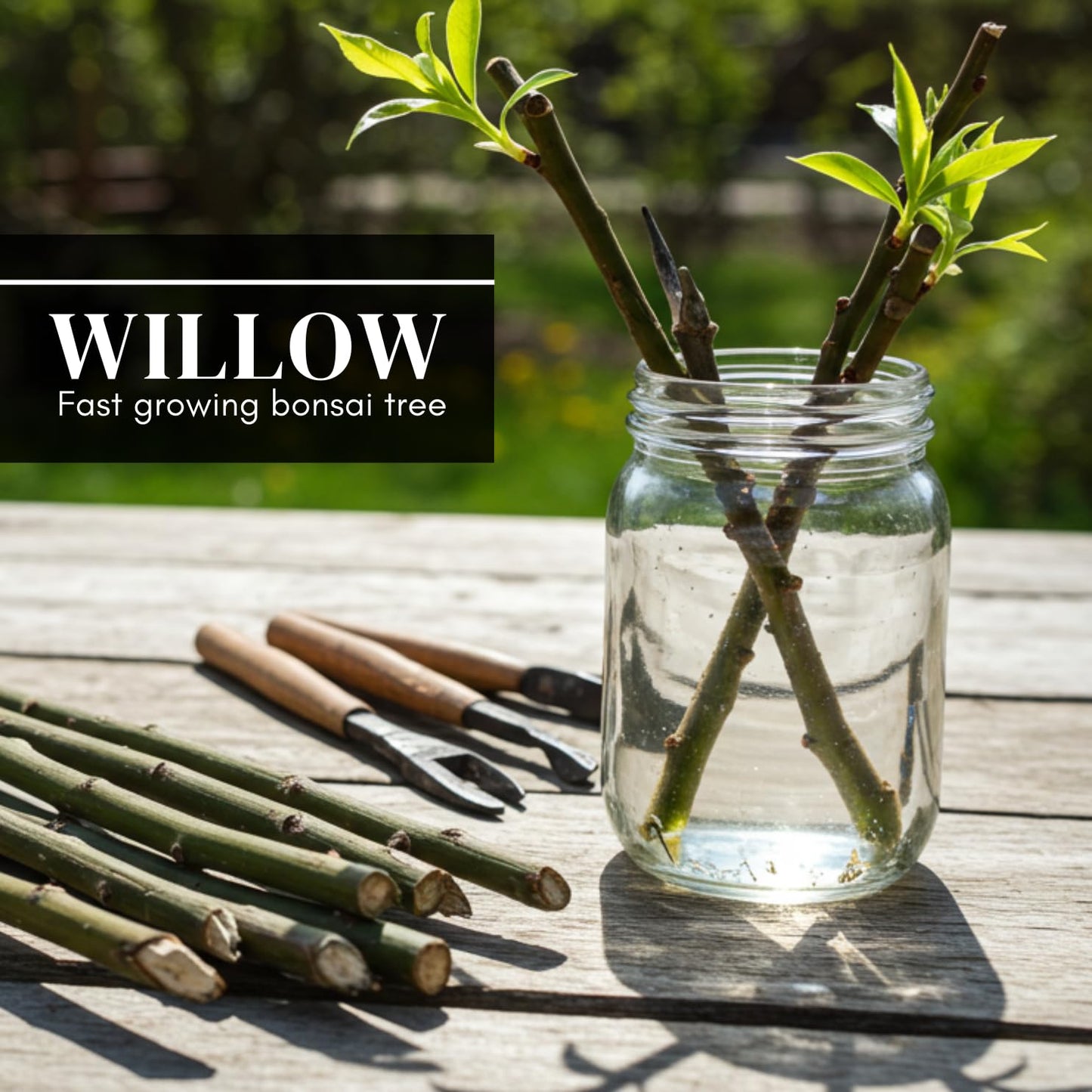 Abby’s Willow Bonsai Forest – 5 Willow Cuttings – Easy-to-Grow, Miniature Trees for Indoor or Outdoor Gardens