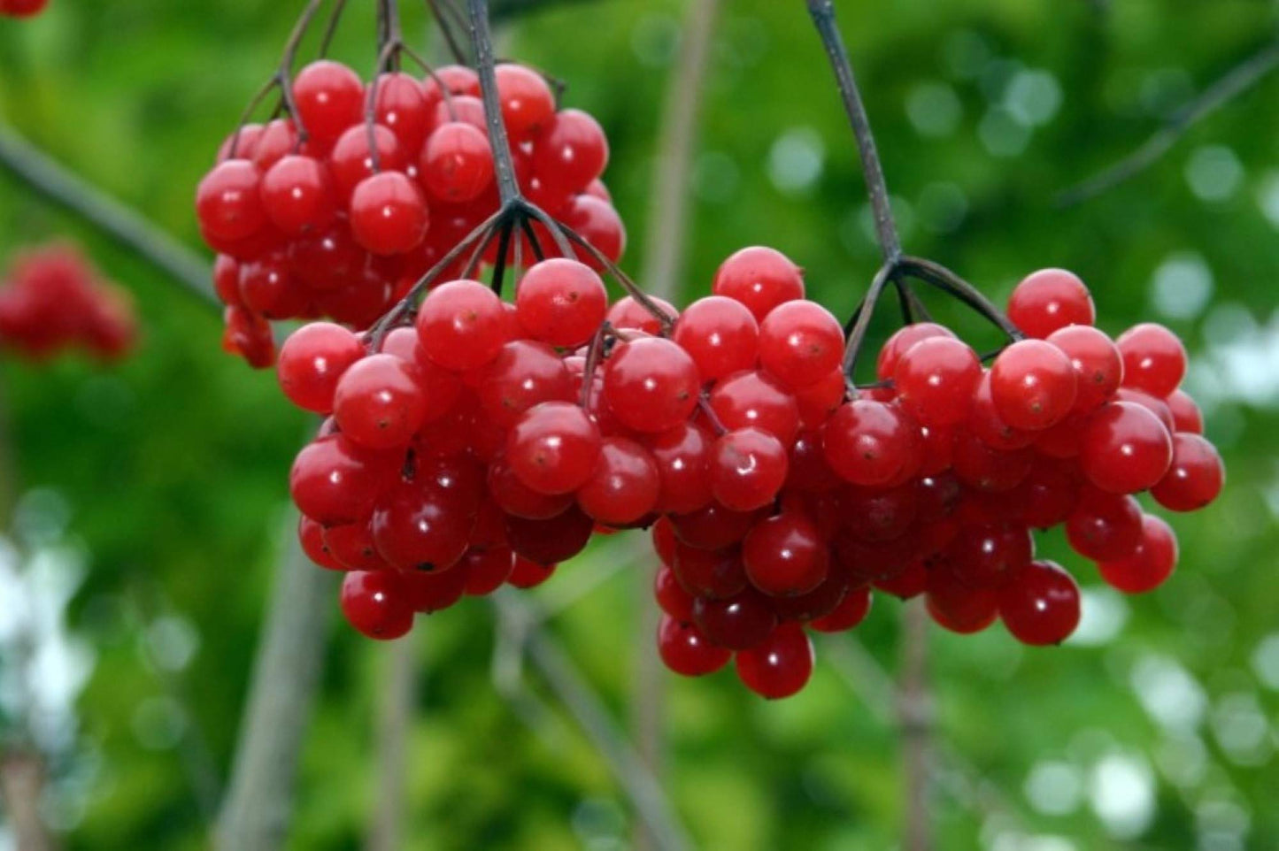 4-8" Tall Highbush Cranberry Plant, Viburnum opulus, Kalina, 1 Year Old