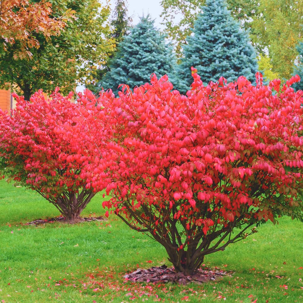 Dwarf Burning Bush Live Plant in Quart Pot, Red Burning Bush Shrubs for Outdoor Planting, 6 to 10 Inches Tall, Perennial Vibrant Bushes