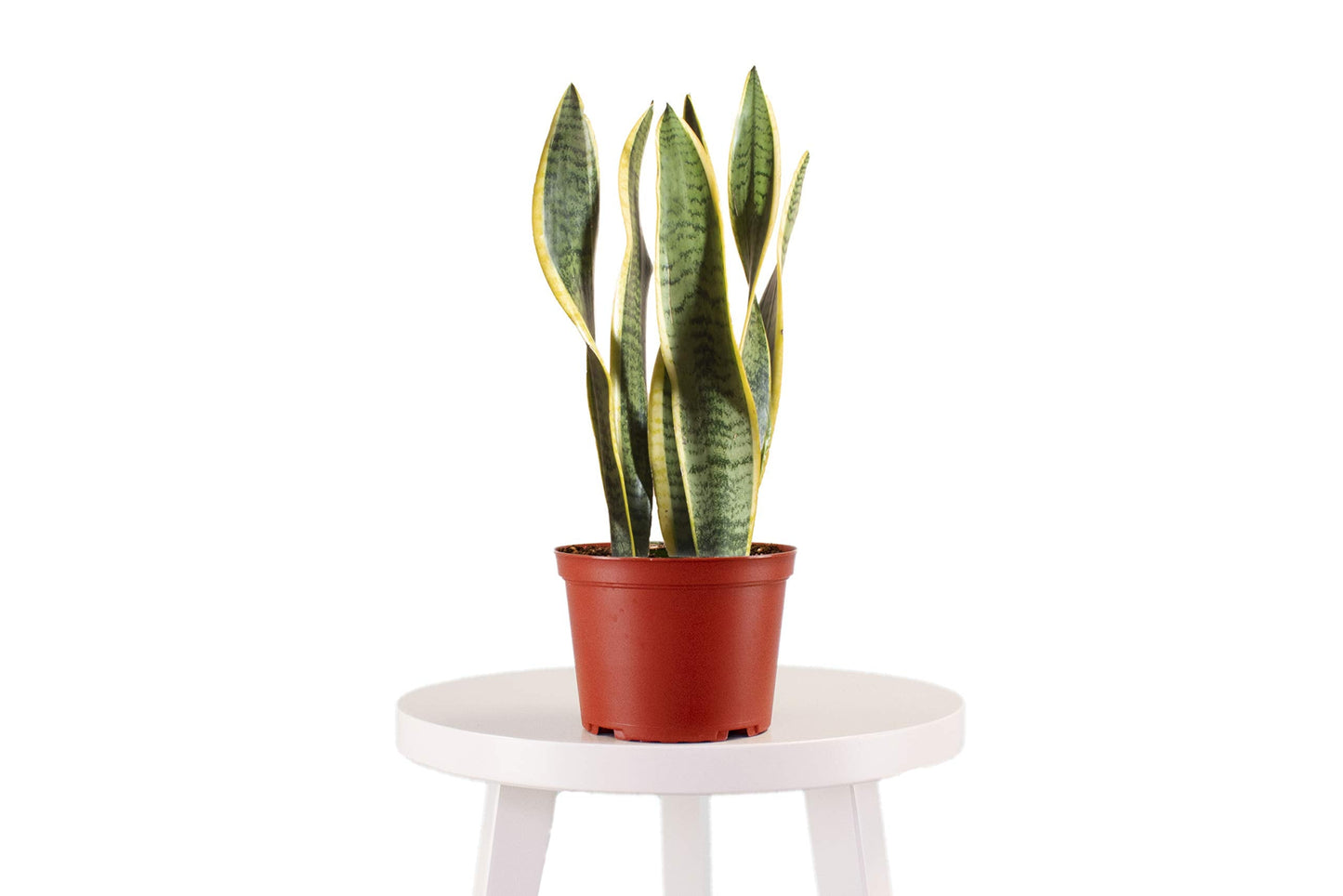 Leaf & Linen | 'Snake Plant' in 4" Grow Pot, Live Indoor/Outdoor - Air Houseplant and Office Décor | Low Light Collection - Snake Plant - Sanseveria Laurentii