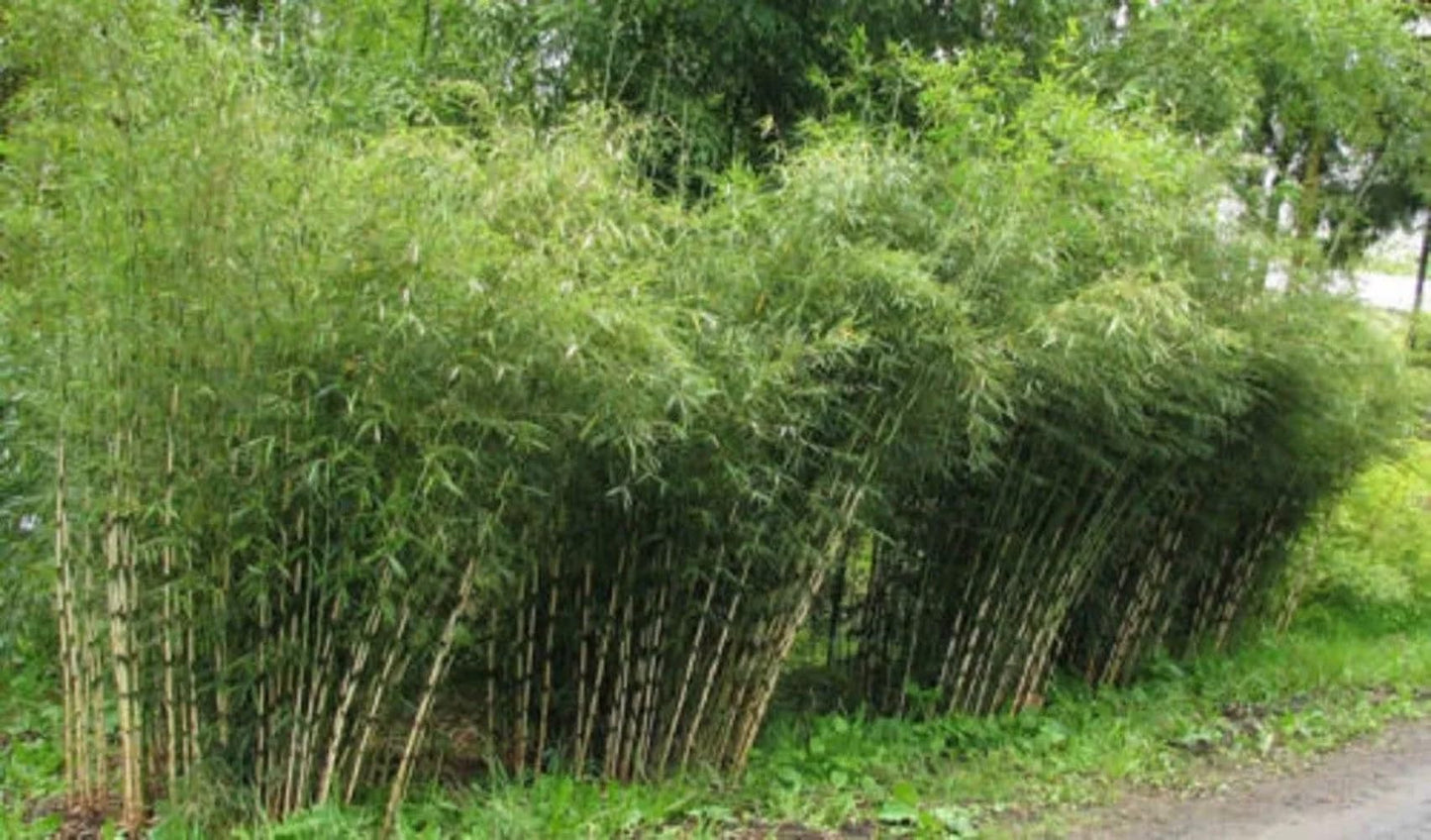 50 Umbrella Bamboo Seeds Perennial Ornamental Seed Privacy