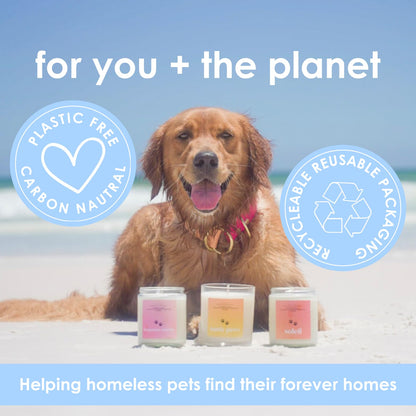 Pet Safe Candle for Dogs | Non Toxic Coconut Apricot Wax Candle | Clean Burning, Paraffin-Free | Pet Odor Eliminating Home Fragrance | 9 oz (Bergamot Sunrise)