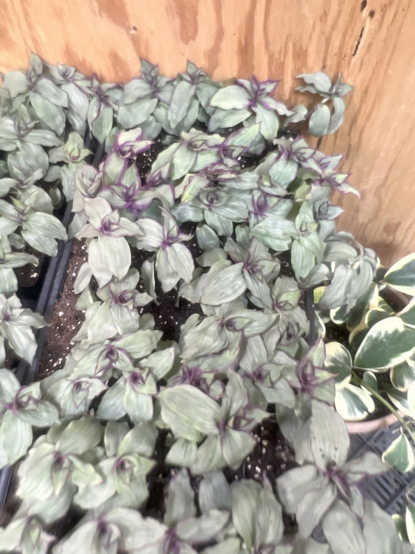 Dragon Tail Wandering Jew Starter Plant - Rooted in Soil 2 Inch Pot - Stunning Purple and Green Coloration - Callisia soconuscensis