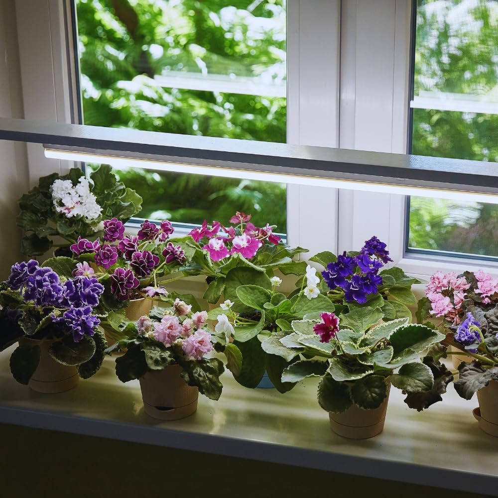 One Random African Violets Live Plant, African Violet Plant, House Plant Flower Home Decoration, 4 Inc Pot