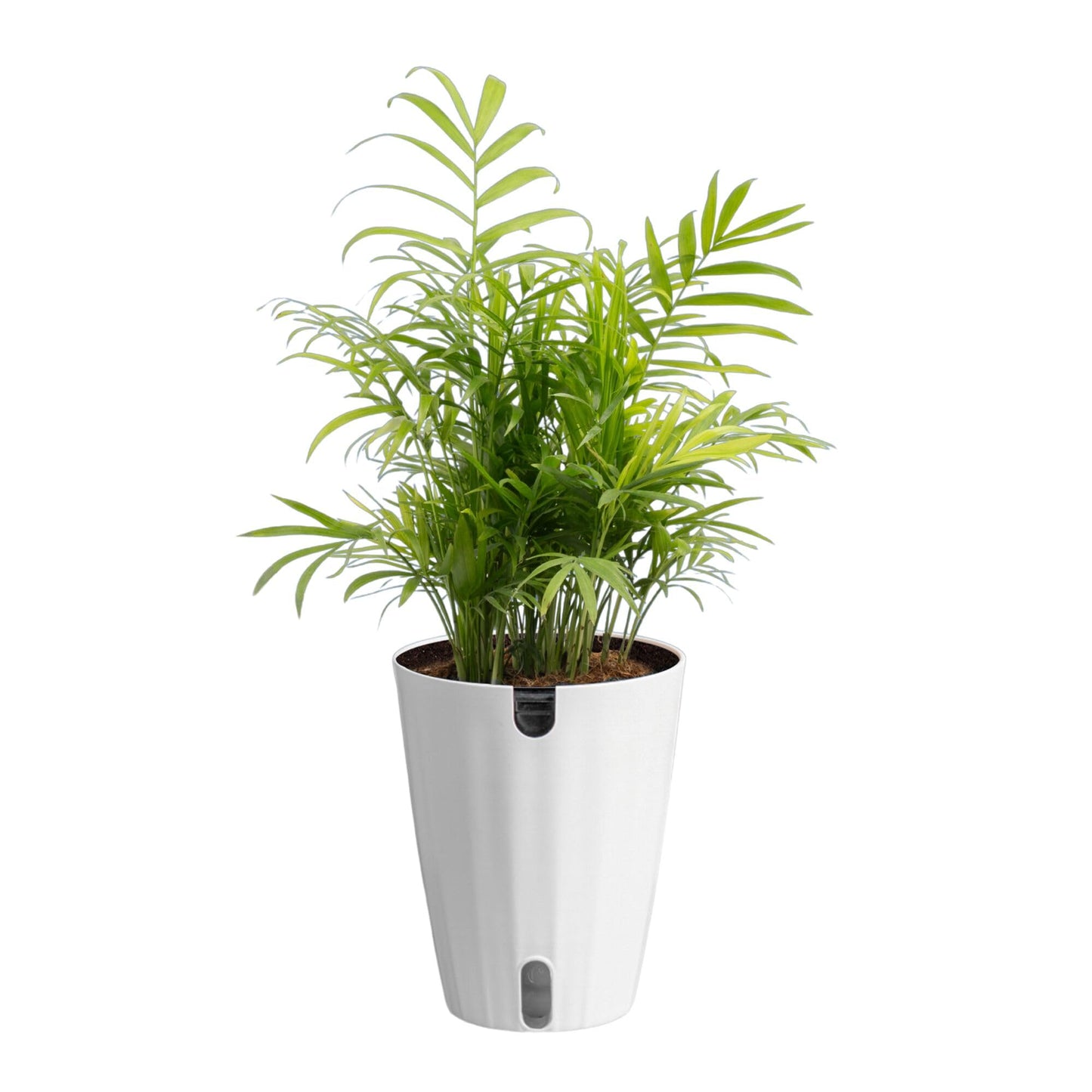 Costa Farms Parlor Palm Live Plant in Plastic Pot, Air Purifying Indoor Houseplant, Perfect for Home, Room, or Office Decor, Great House Warming or Birthday Gift, 14-18 Inches Tall