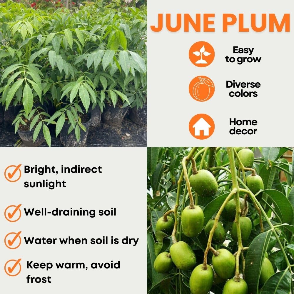 Live June Plum Plants 2-3 Feet Tall in 1 Gallon Pot, June Plum Plants Live, Well-Rooted Tree for Garden Planting