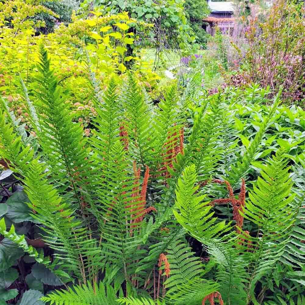 10 Ostrich Ferns Live Plants Outdoor, Live Ferns for Outdoors, Hardy Perennial Fern Rhizomes Roots Bare Roots