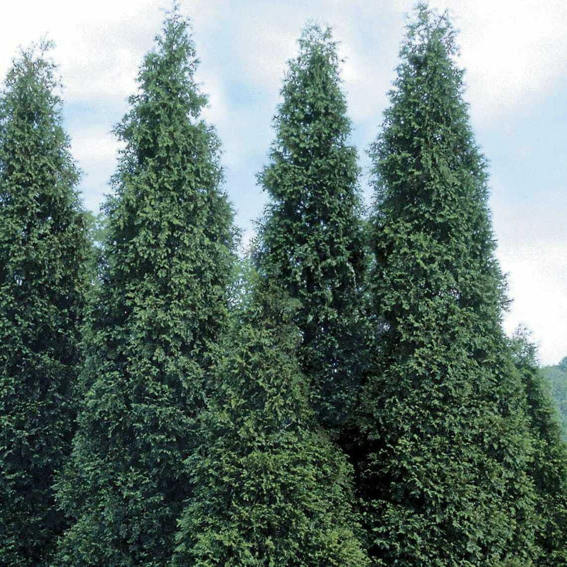 50 Thuja Green Giant Arborvitae Trees/Shrubs - 6-12" Tall Live Plants - Fast Growing Privacy Evergreen Hedges/Bushes - 2.5" Pots - (50 Pack)