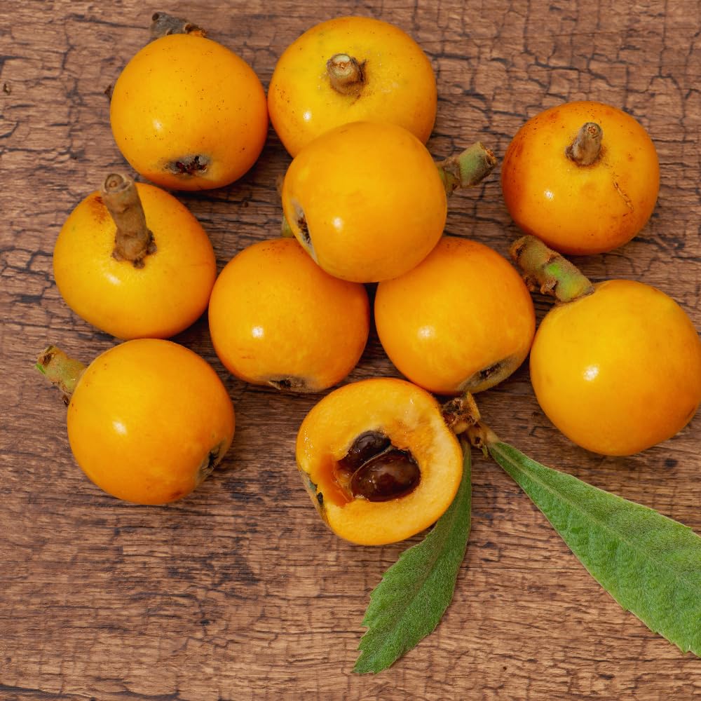 Golden Loquat Tree Plant Live, Loquat Fruit Live Plant, 1 Gallon Pot, Sweet Fruit Garden Outdoor, No Ship to CA