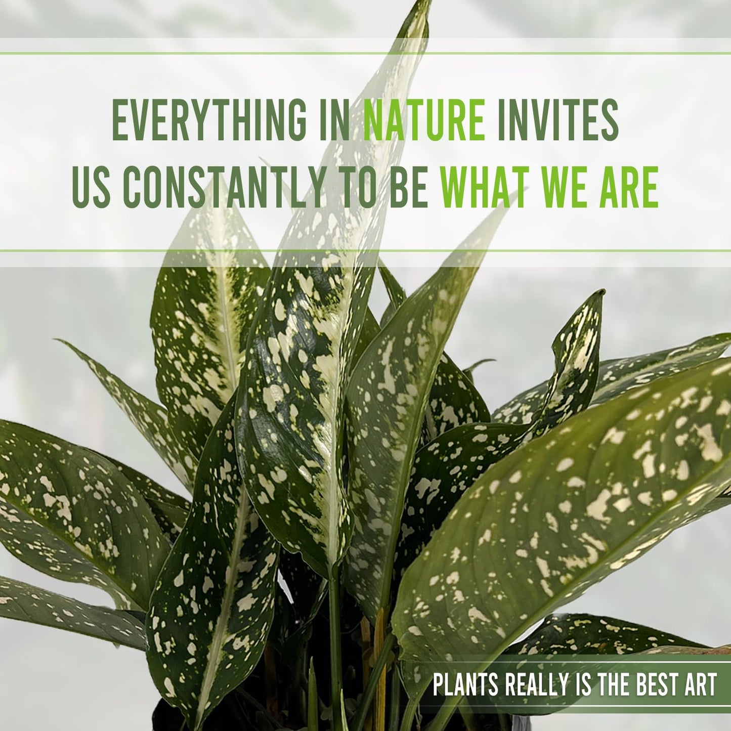 LEAL PLANTS ECUADOR Aglaonema Perdiz| Vibrant Chinese Evergreen | Easy-Care Indoor Plants | Lush Tropical Décor | Air-Purifying Houseplants | Ideal for Bright Spaces