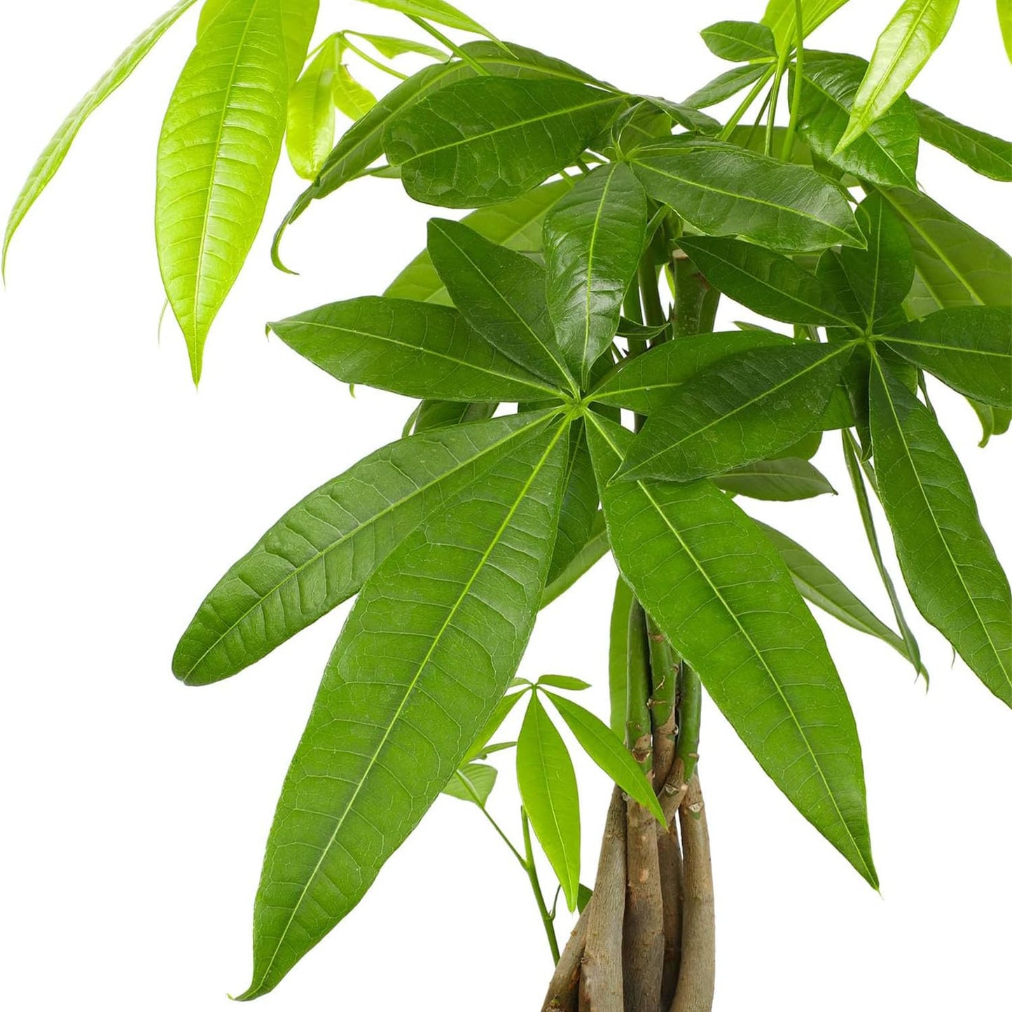 American Plant Exchange Live Money Tree Bonsai – 6-Inch Pot Cover – Braided Trunk Houseplant with Lush Green Leaves, Easy Care Indoor Plant for Homes, Offices, Desks & Feng Shui Décor