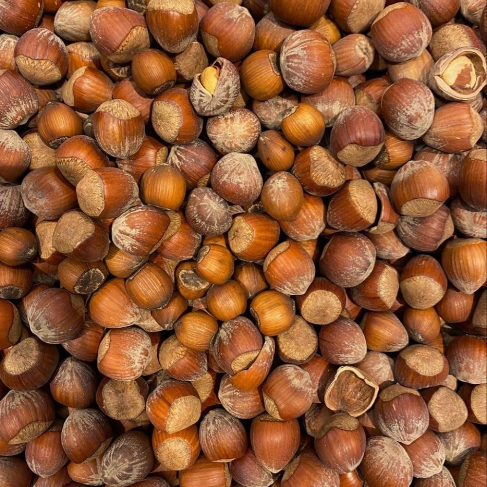 American Hazelnut Tree Live Plant, 2-3 Feet Tall, Edible Hazelnut Tree Plant in 3 Gallon Pot, No Shipping CA