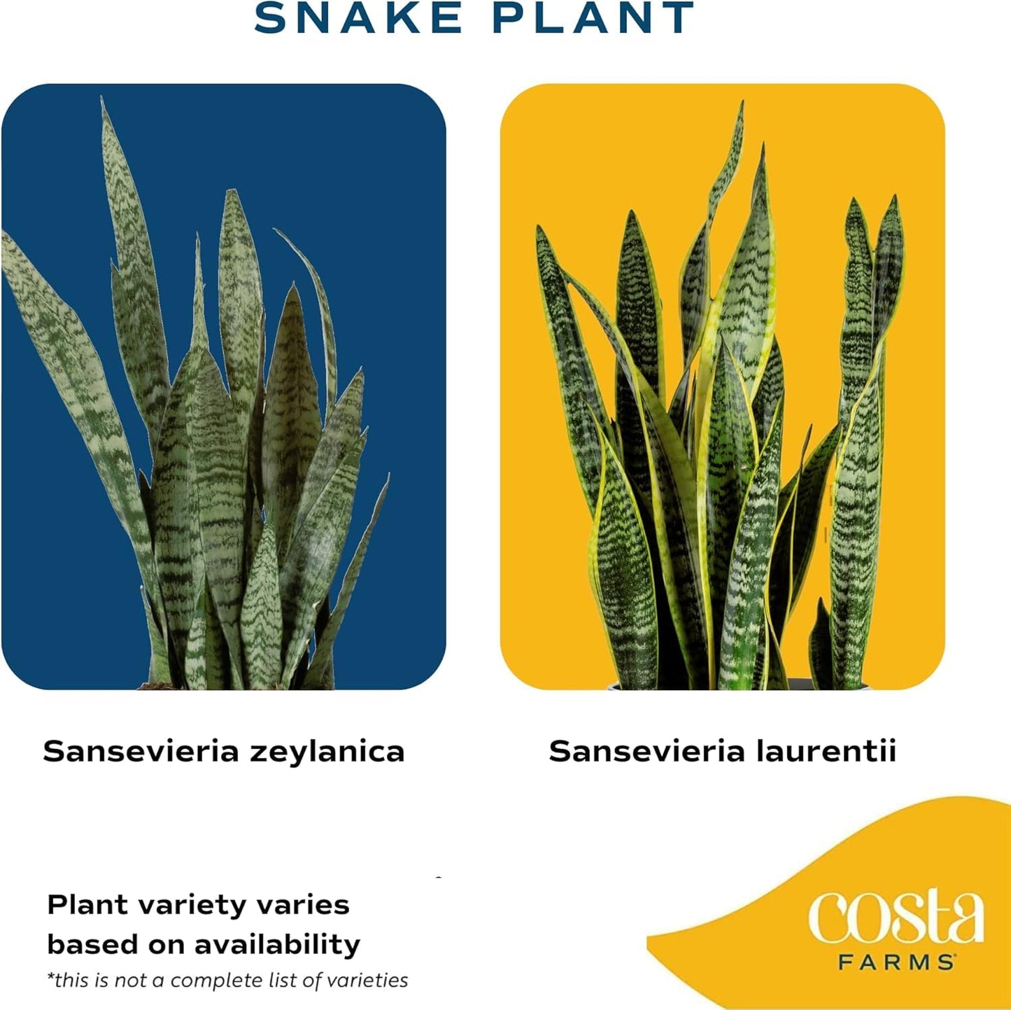 Costa Farms Snake Plant, Live Sansevieria Indoor Houseplant in 4-Inch Decorative Pot, 8-12 Inches Tall, Low Light Air Purifying Succulent, Easy Care Room Decor Gift