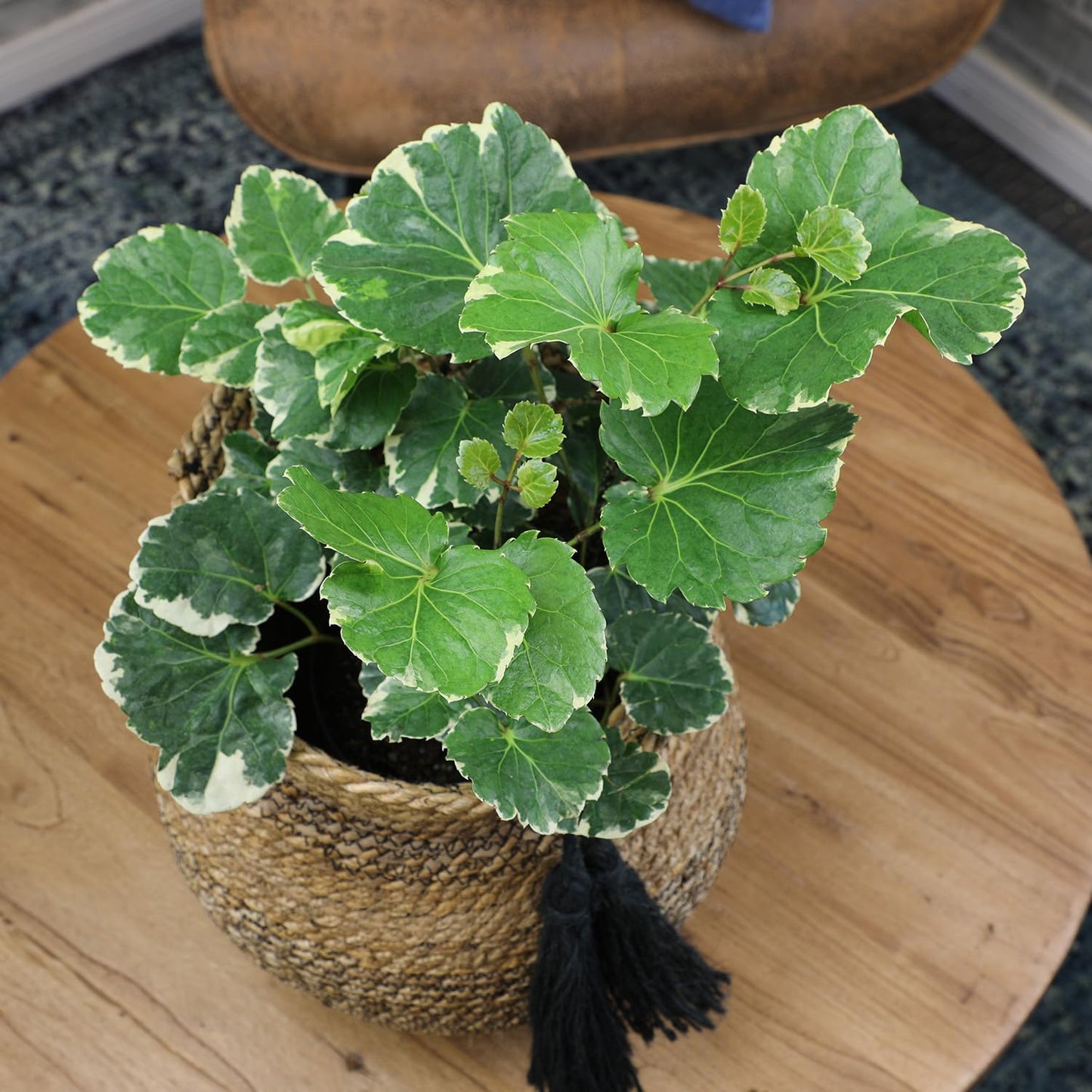 Dinner Plate Variegated Aralia Balfouriana in 6" Grower Pot, Rare Live Houseplant, Easy Care Plant for Home or Office by Plants for Pets