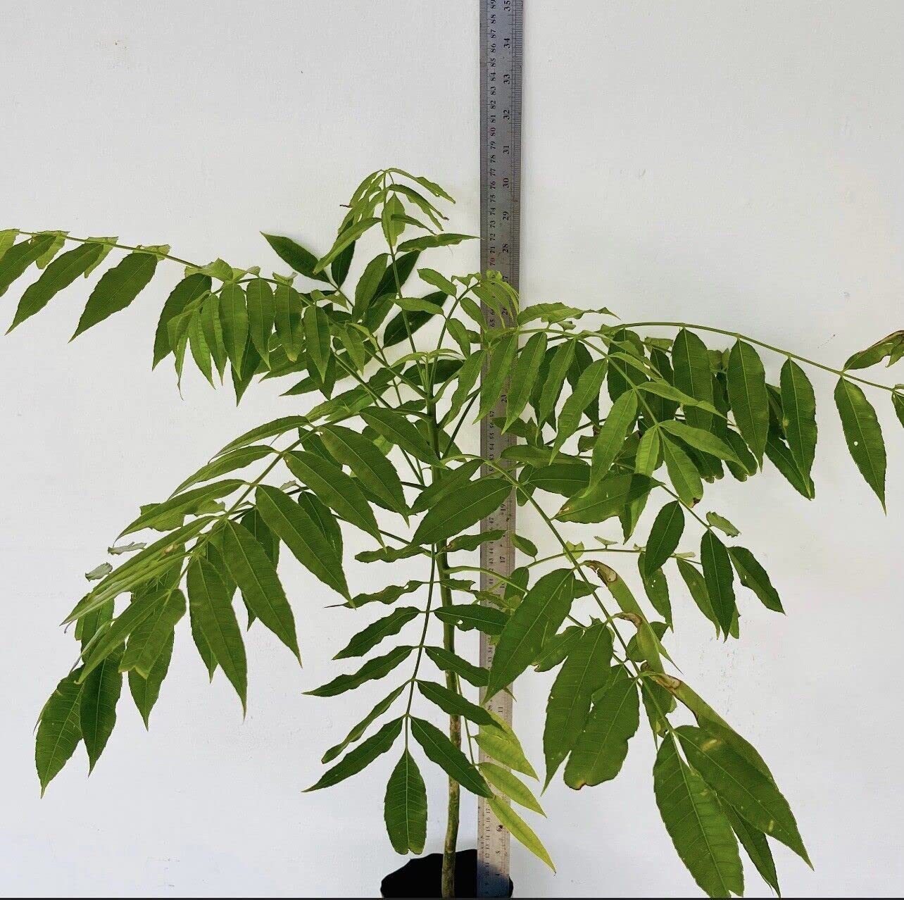 Spanish Plum Jocote (Spondias purpurea) Topical Fruit Live Tree 12" - 24"