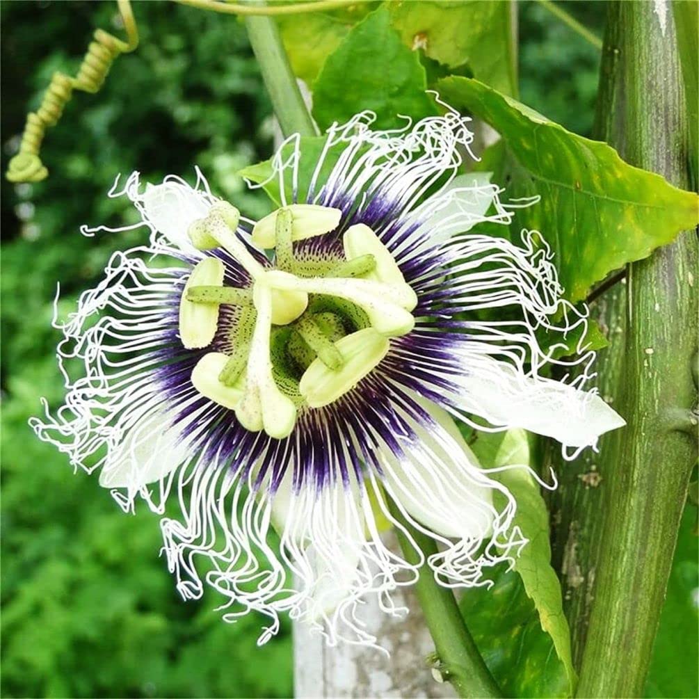 Passion Flower Seeds Mixed Color 40 Pcs+ Passion Fruit Seeds - Vine Perennial Flower Seeds, Green