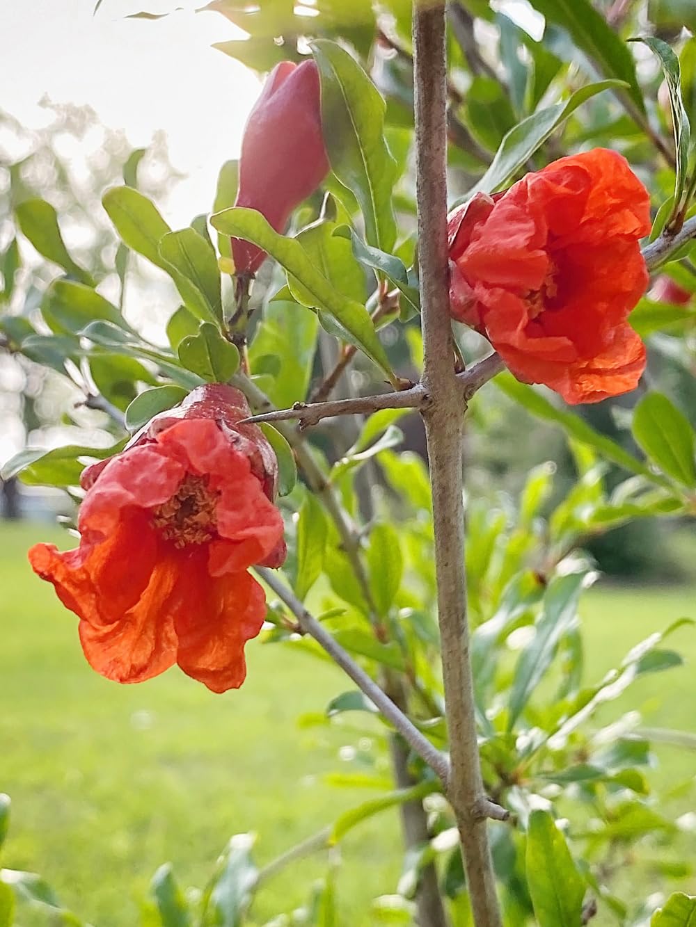 Russian 26 Pomegranate Tree, Fruit Bearing, Hardy, 1 gal Nursery Pot, 12-18 in Tree Height (Due to Agricultural Laws, we are Unable to Ship to CA, AZ, AK, or HI)