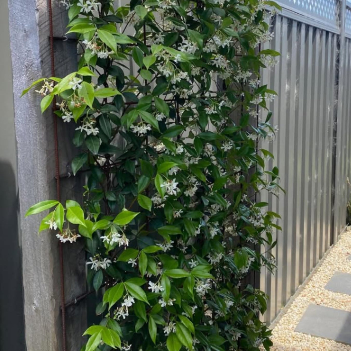 Star Jasmine Live Plant, Live Fragrant Jasmine Flowering Vine, 8-10'' Tall in 3 Inches Pot, Outdoor Planting