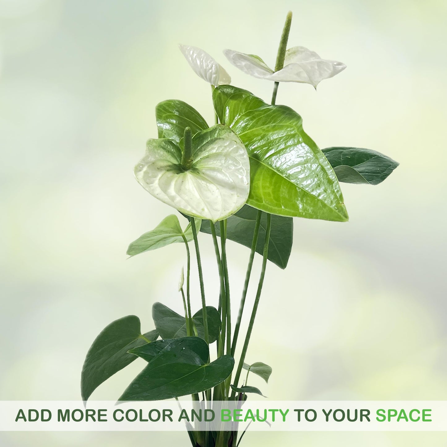 LEAL PLANTS ECUADOR Anthurium Andraeanum White Green Live Plant (Pack of 2) Easy Care, Air-Purifying Indoor Plant for Wellness & Home Decor, Office Desk, Unique Sustainable Gift