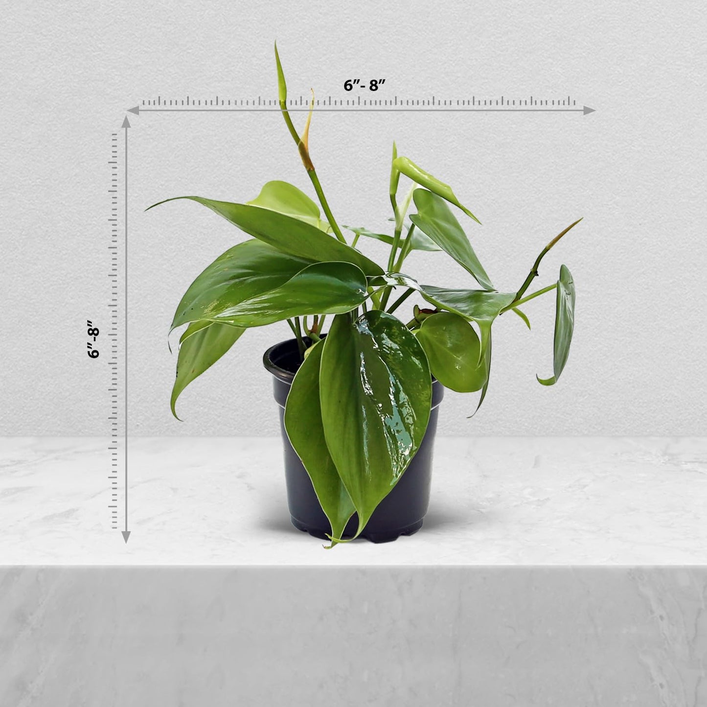 4 Pack Live Heartleaf Green Philodendron, Philodendron Hederaceum, Indoor Potted Vine Houseplant, Christmas Gift, Office Plant, Trailing Gardening Gift, Birthday Gift in 4" Pot