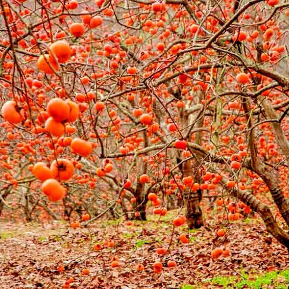 Mixrug 30+ Organic Fuyu Persimmon Seeds for Planting Outdoors,Diospyros Seeds Non-GMO Heirloom,Cold Hardy Fruit Tree Seed High Germination for Home Outdoor Garden