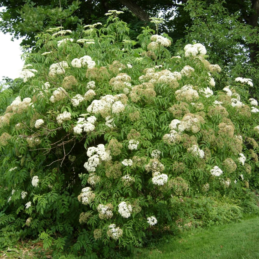 Elderberry Tree Live Plant, Hardy Elderberry Fruit-Bearing Shrub for Garden, 1 Year Old Black Elderberries in Quart Pot