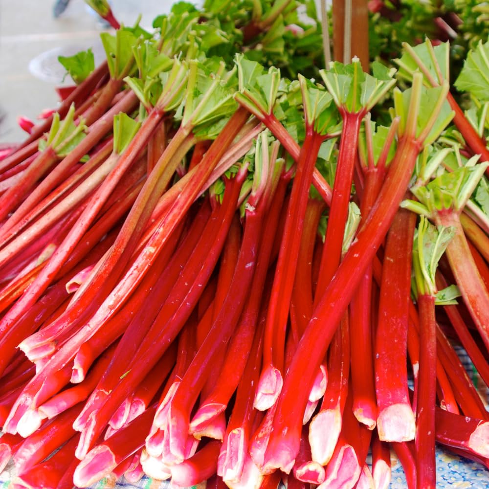 5 Rhubarb Plants Root for Planting, Red Rhubarb Plant Roots, Size 3 to 6 Inch, Perennial Hardy Vegetable Plants for Planting Outdoors