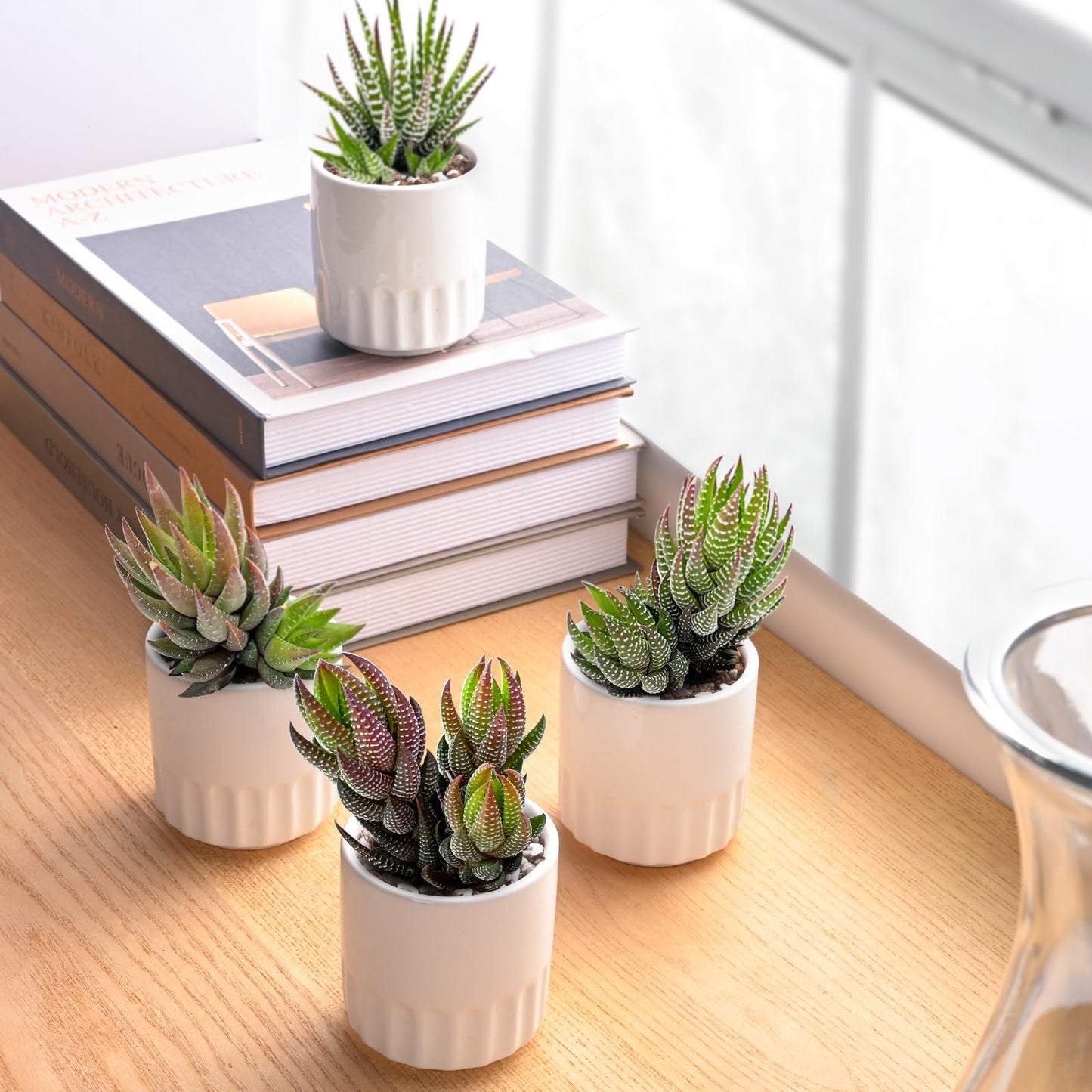 Succulent Plants (4 Pack), Live Succulents Fully Rooted in 2" Grower Pots, Unique Potted House Plant for DIY, Home Decor, Wedding Party Favor (Haworthia Varieties)