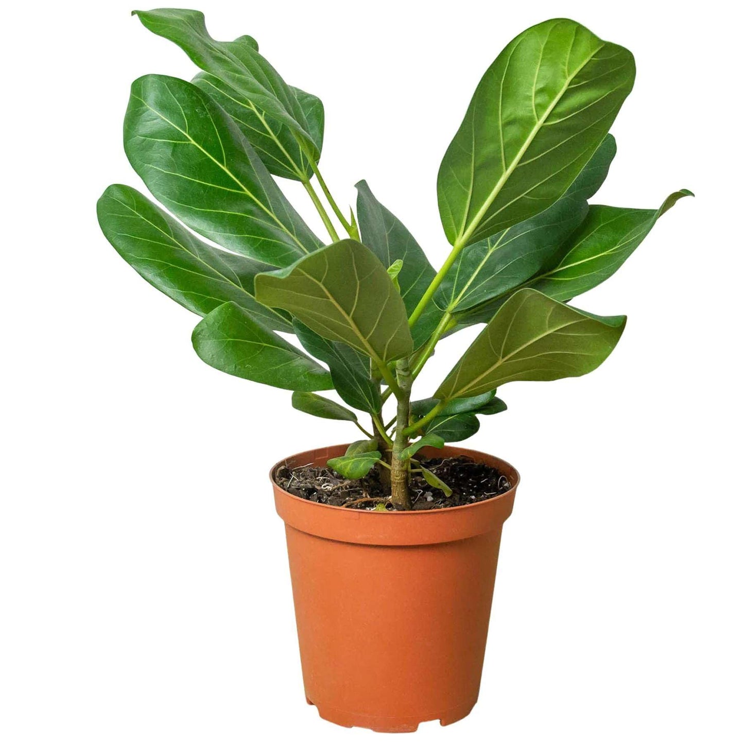 Ficus Elastica Audrey Live Plant for Indoor | Different Houseplants in 4'' & 6'' Pot | Real House Plant for Living Room, Office, Desk & Bathroom