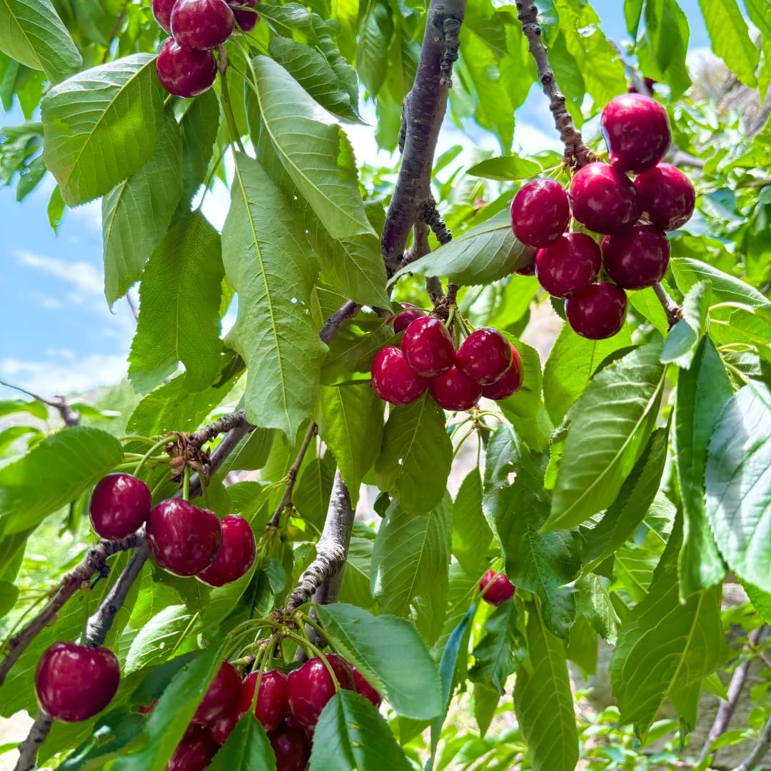 Mixrug Mix Fruit Seeds Pack for Planting, 160pcs Lemon Orange Apple Blueberry Cherry Seeds, Non-GMO Heirloom Sweet Edible Juicy Fruits Tree Plants in Your Home Garden