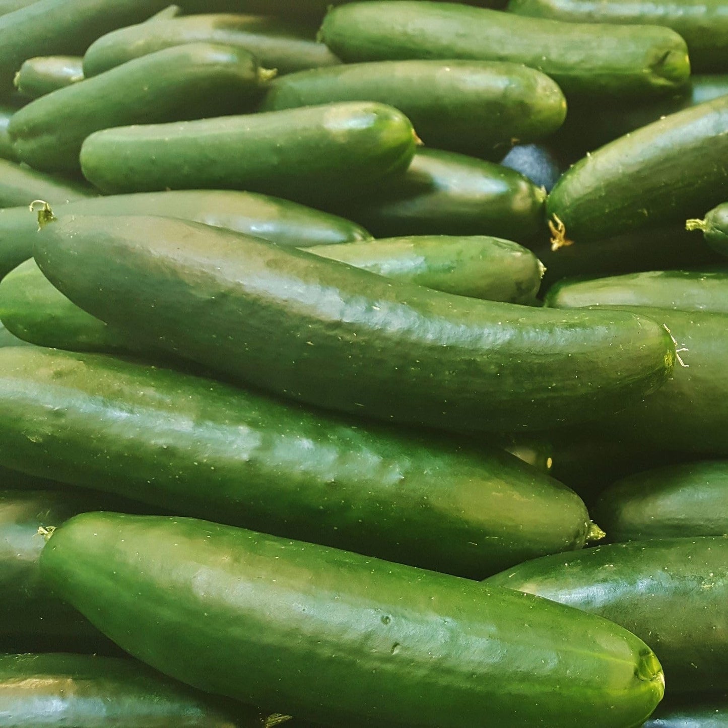 Clovers Garden Cucumber Slice More Plants - Two (2) Live Plants – Non-GMO - Not Seeds - Each 4" to 8" Tall – in 4" Inch Pots - Burpless, High Yield, Disease Resistant