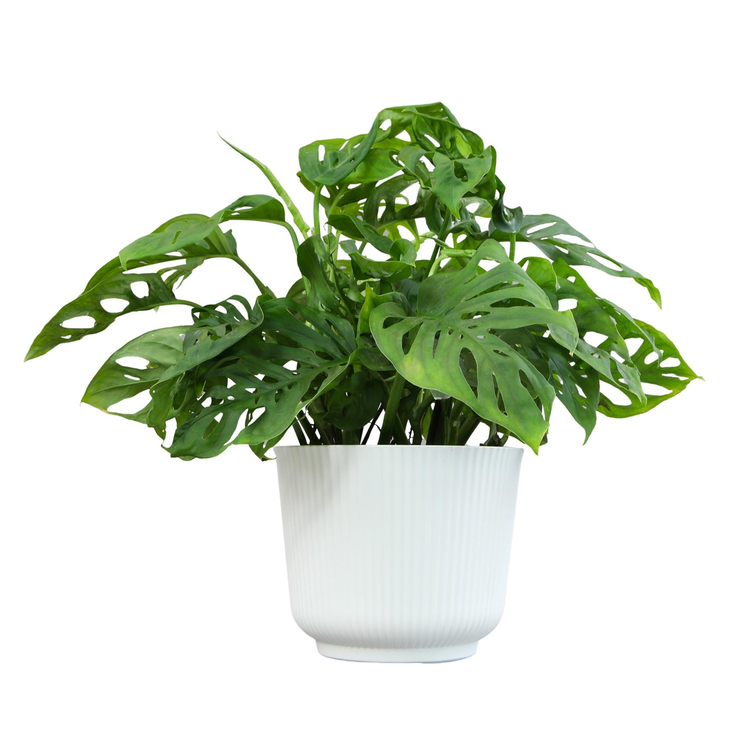 Altman Plants Swiss Cheese Plant Decor (Monstera Adansonii) in 6 Inch White Plastic Planter, Easy Plant & Desk Plant, Monstera Plant Live Plant Gift, Air Purifying Plants in Indoor Potting Soil Mix