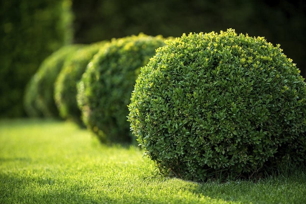 Japanese Boxwood | 10 Live 4 Inch Pots | Buxus Microphylla | Formal Evergreen Low Maintenance Hedge