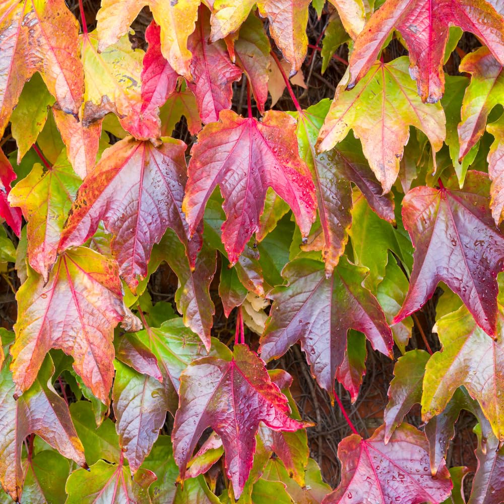 Boston Ivy Plant, Live Climbing Ivy Plant Starter in Pot, 3-6 Inch Tall, Outdoor Garden Planting