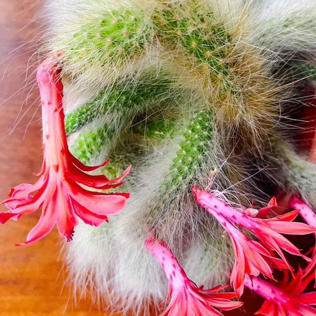 Trailing Monkey Tail Cactus Live Plant, Monkeys Tails Cactus for Hanging Basket, Size Starter in 2" Pot, Rare Succulent for Planting
