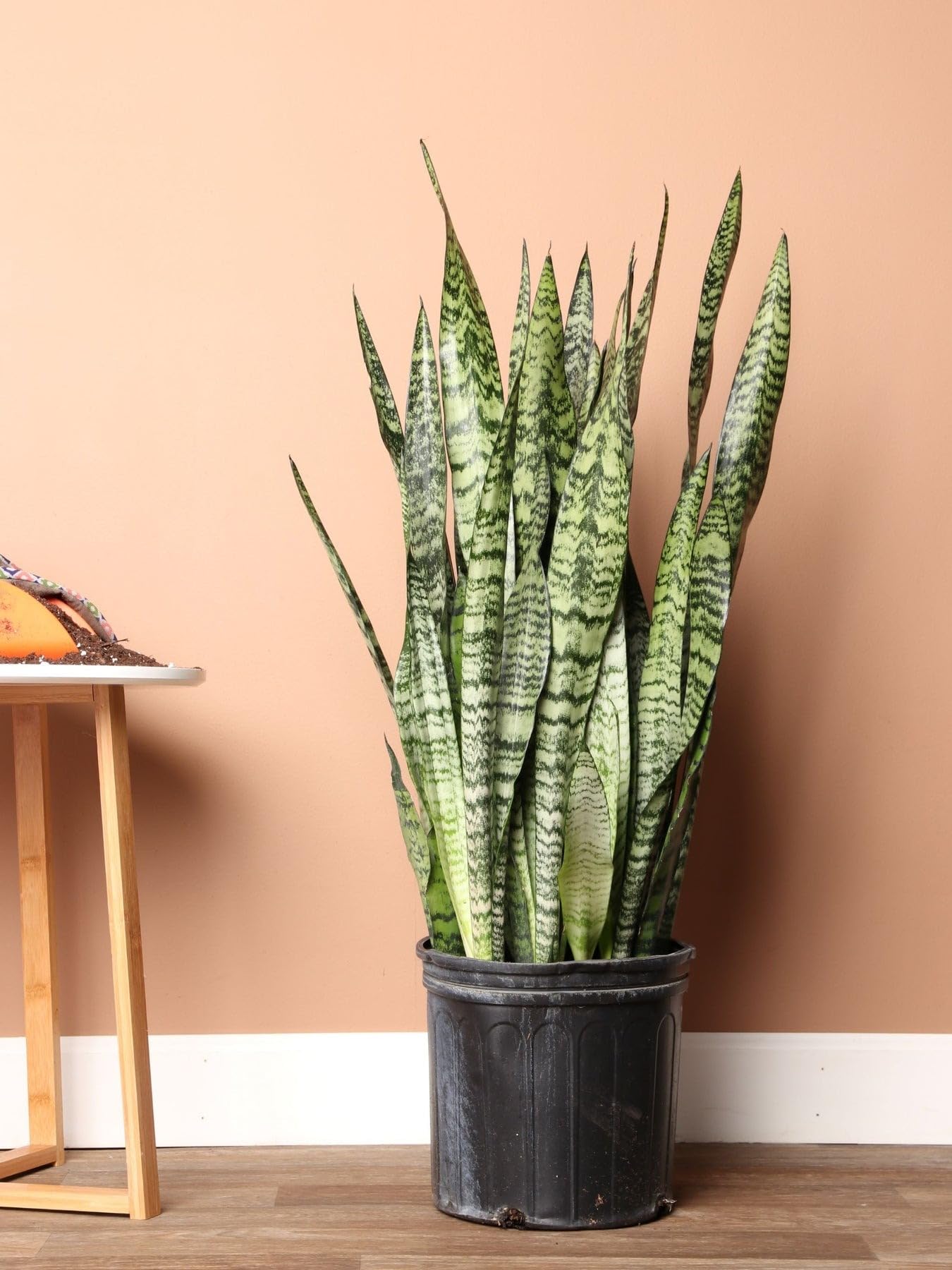 Snake Plant 'Zeylanica' | Live Plant for Indoor & Outdoor | for Living Room, Office, Bathroom | (10" Pot)