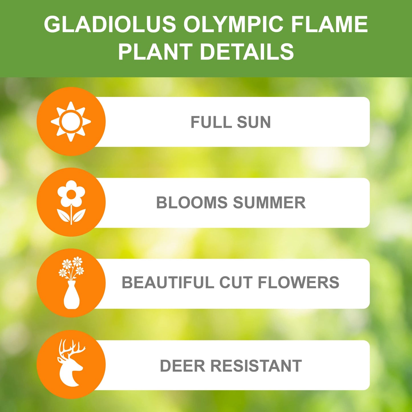 Garden State Bulb Olympic Flame Orange Gladiolus Flower Bulbs, 12/14cm, Spring Planting (Bag of 60)