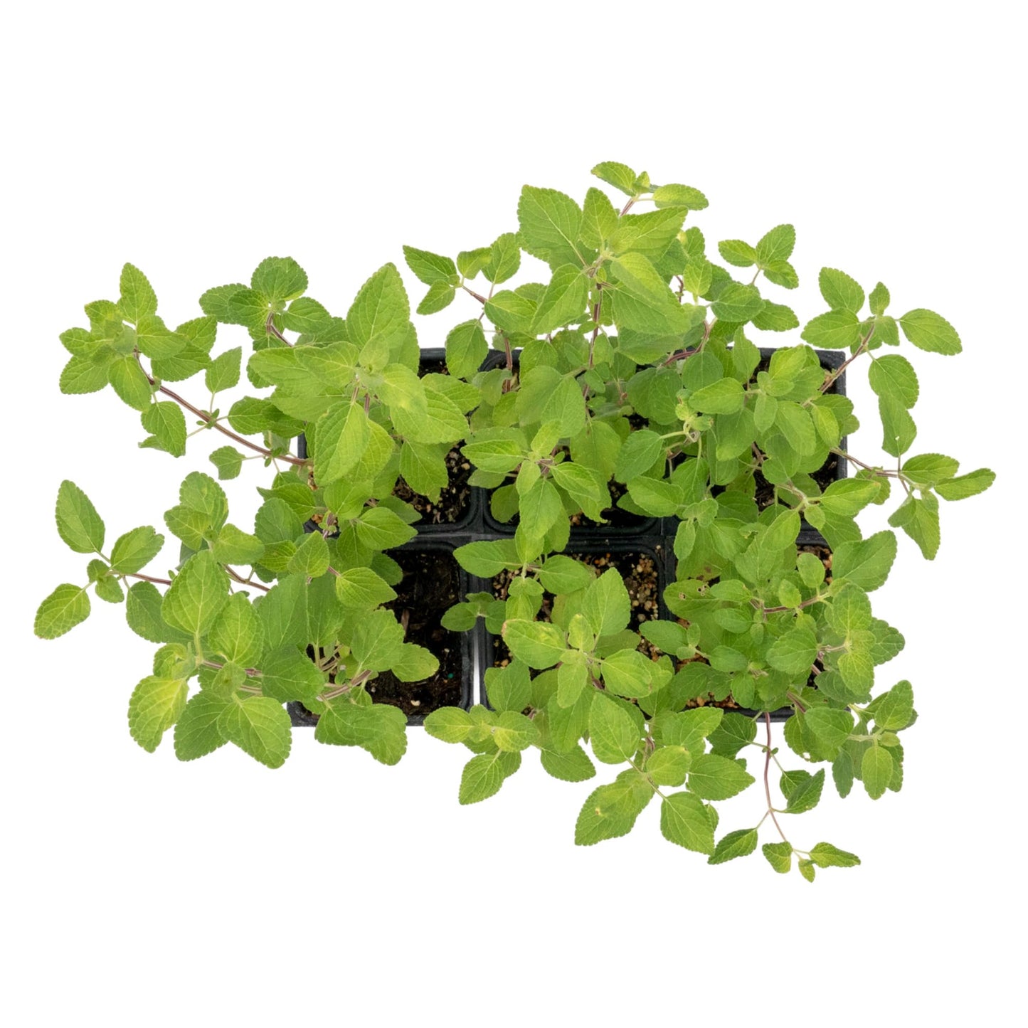 6 Hot Lips Sage in 3.5” Nursery Cubes (Salvia microphylla ‘Hot Lips’) | Vibrant Red & White Flowering Perennial Shrub for Borders, Containers & Pollinator Gardens | Ready-to-Plant Live Starter Plants