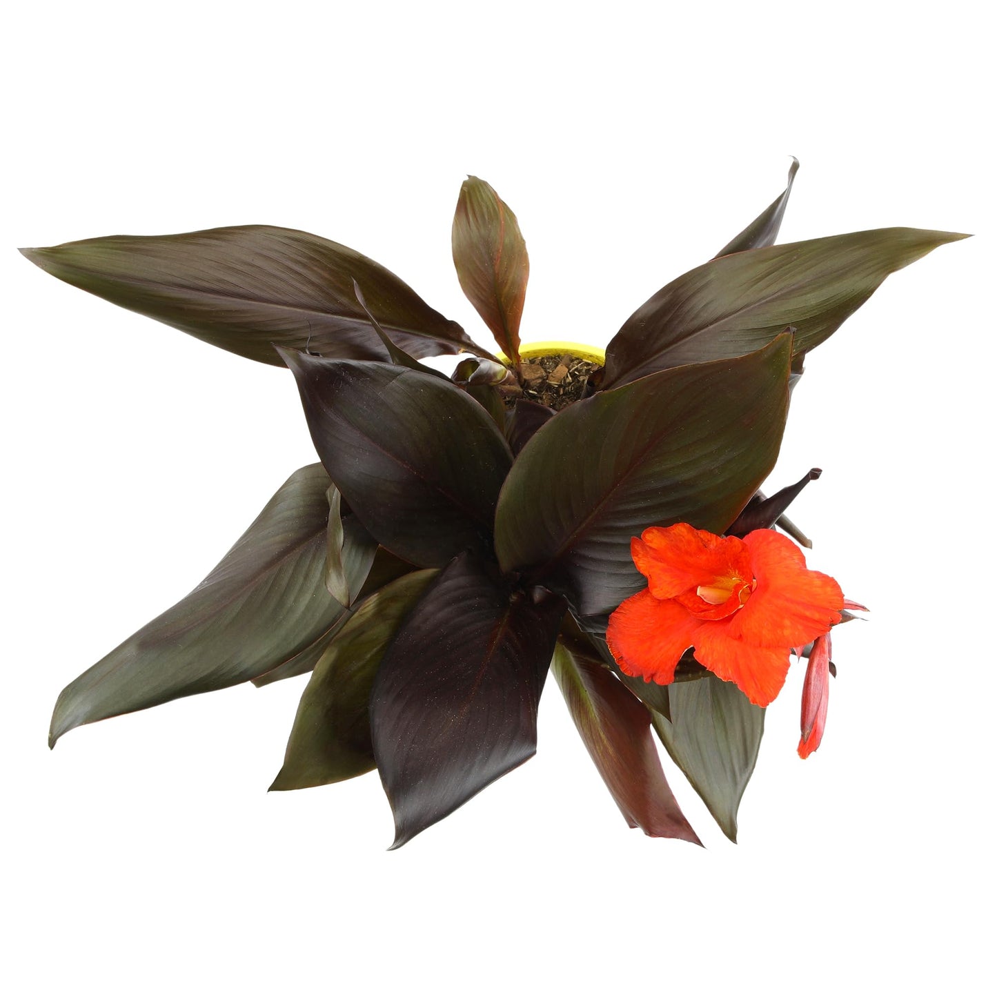 Canna Lily 'Lava Rock', Live Lilies, Garden Perennial Outdoor Plant, Blooms Red Flowers in 4 qt. Grower Pot by Plants for Pets