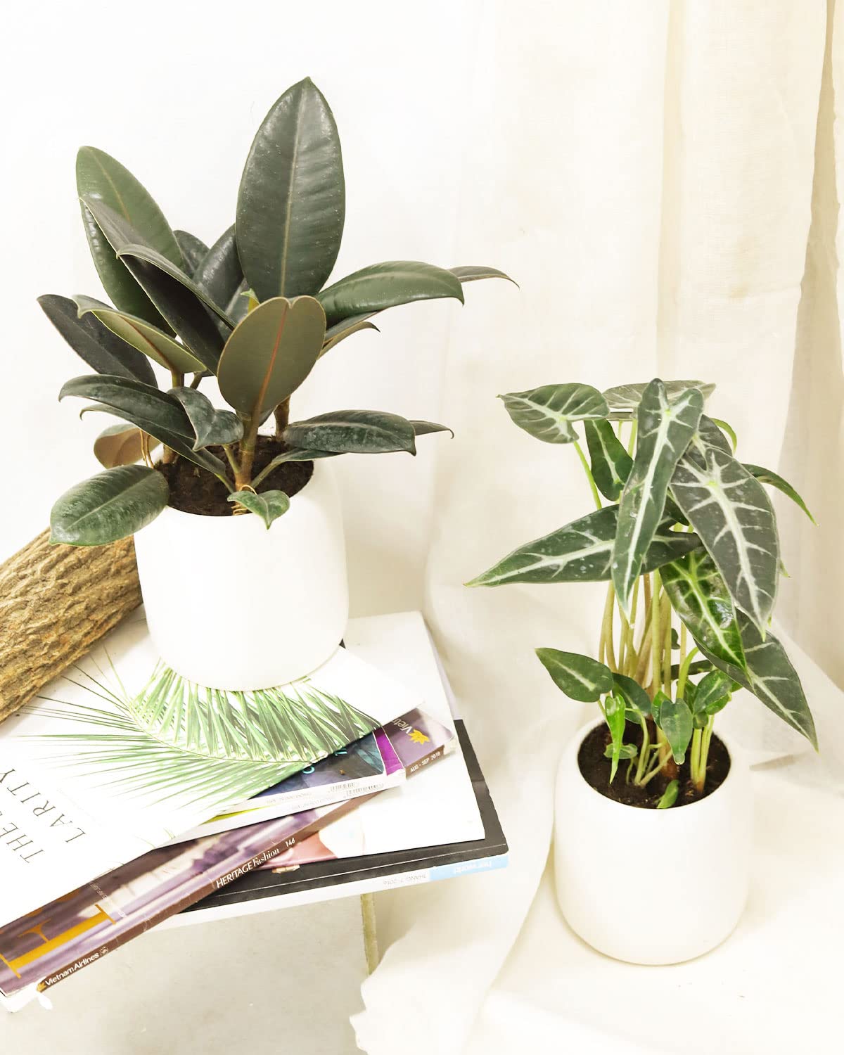 Burgundy Rubber Plant (4" Grower Pot) - Air Purifying and Live Healthy Houseplant - Easy to Grow, Easy to Care Indoor Houseplant