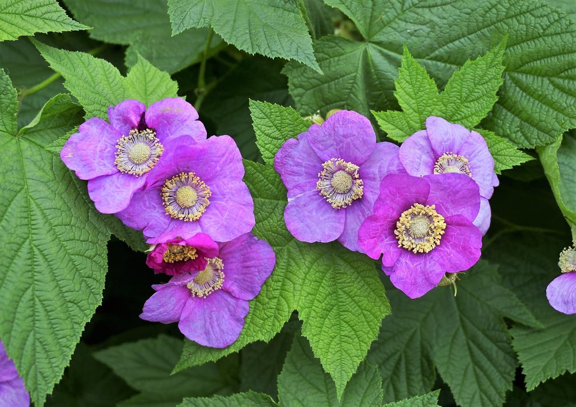 Pack 2 Raspberry Plants Live for Planting, Cold Hardy Raspberry Trees Live Plants, 4 to 9 Inches Tall, Sweet Berry Fruits Seedlings (Purple Thornless Raspberry)