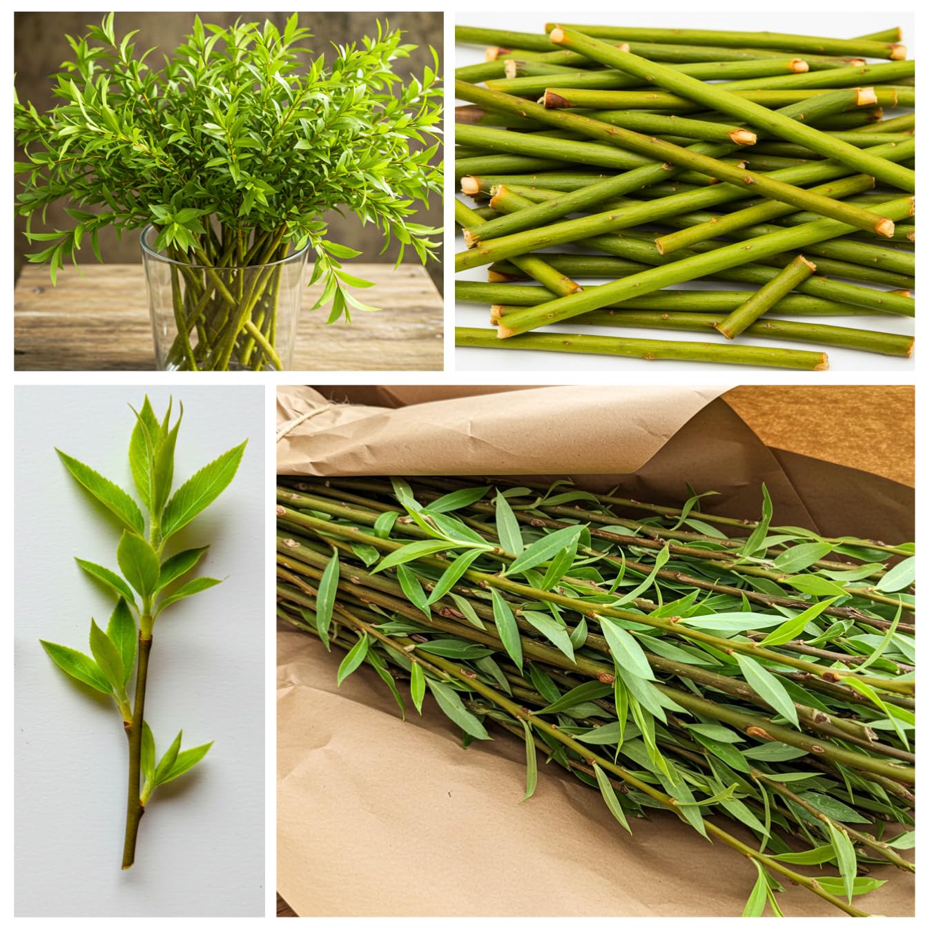 Hybrid Willow Tree Plants for Growing | Fast Privacy Hedge Row, Wind Block, Shade | Fast Growing - 12 Feet Per Year, Fast Growing Trees (10 Trees)