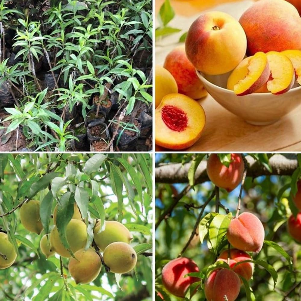 Grafted Peach Tree Live Plant, Well Rooted Peach Plant 1 Feet Tall for Planting Outdoor, Dormant, Ready to Bear Fruit Within 1-2 Years (Belle of Georgia)